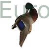tőkésréce