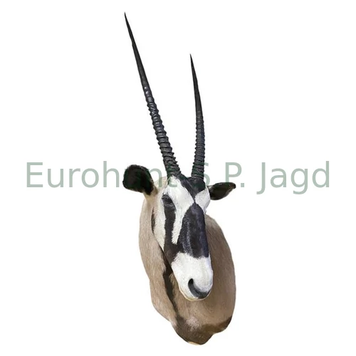 Oryxfej preparátum