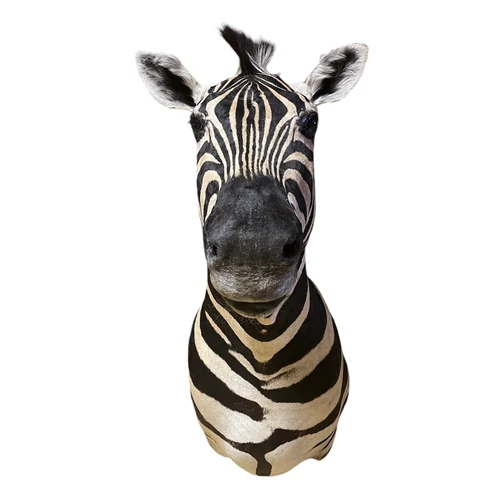 Zebrafej preparátum